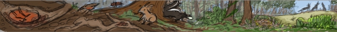MOS_thumbnail_forest_color